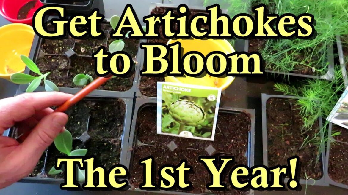 How to Seed Start Artichokes So They Bloom the First Year - Vernalization Explained!