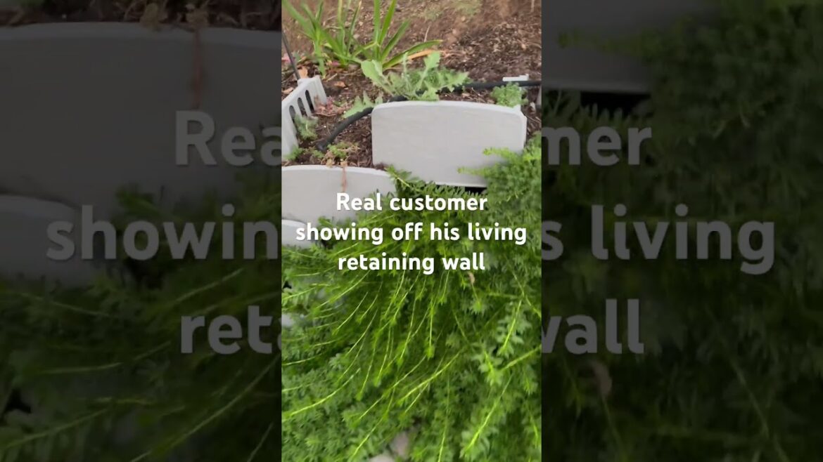 Fast Growing Retaining Wall #gardendesign #plantwall #gardenwall #retainingwall Fast Growing Retaining Wall #gardendesign #plantwall #gardenwall #retainingwall