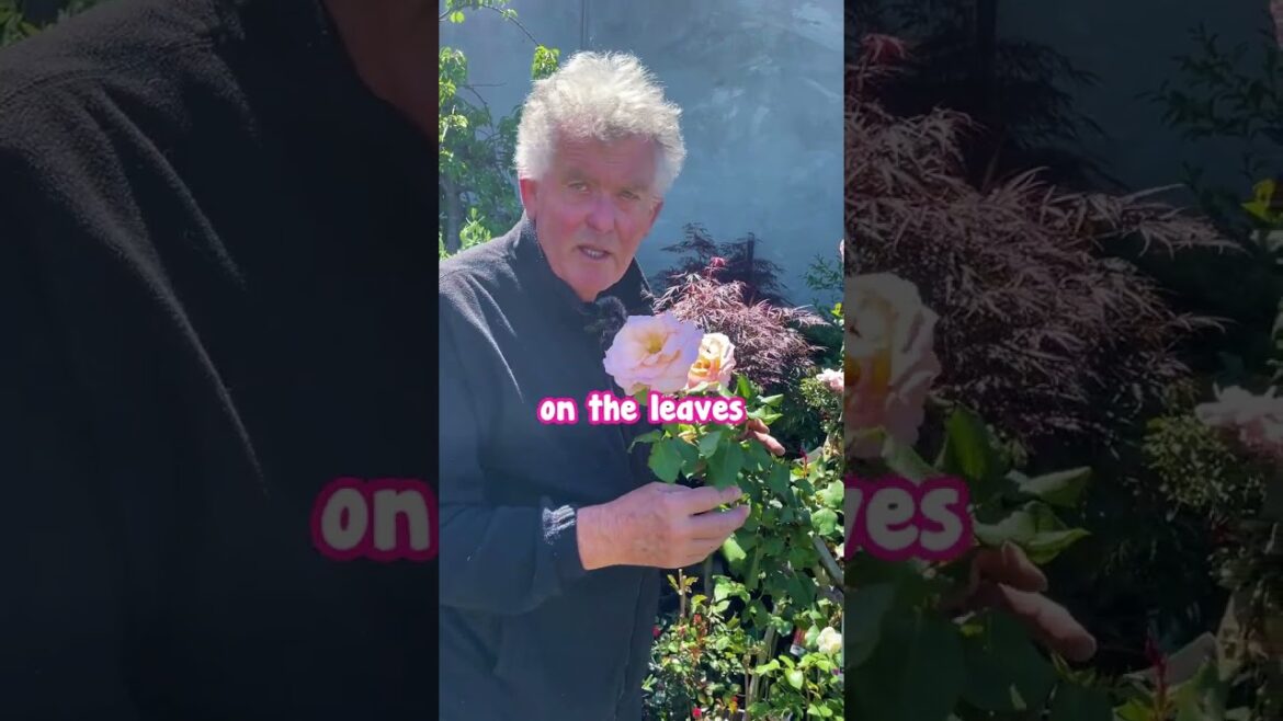 An Old Man's Romance🌹🤍