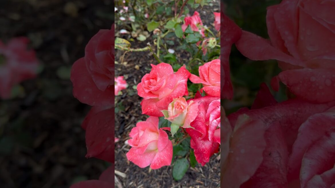 Light orange rose garden 🍃🥀 #rose #garden #trending #trend #viral #youtubeshorts #youtube #nature