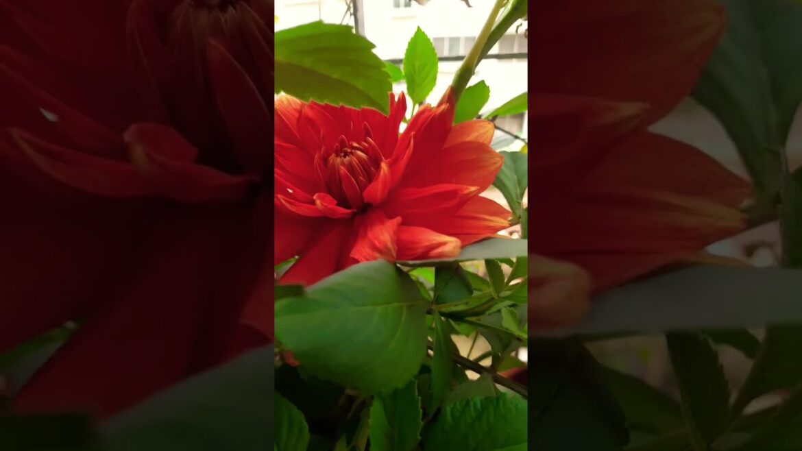 Beauty of balcony Dalia #garden #gardening #gardeningtips #dalias #gardentour #gardendesign