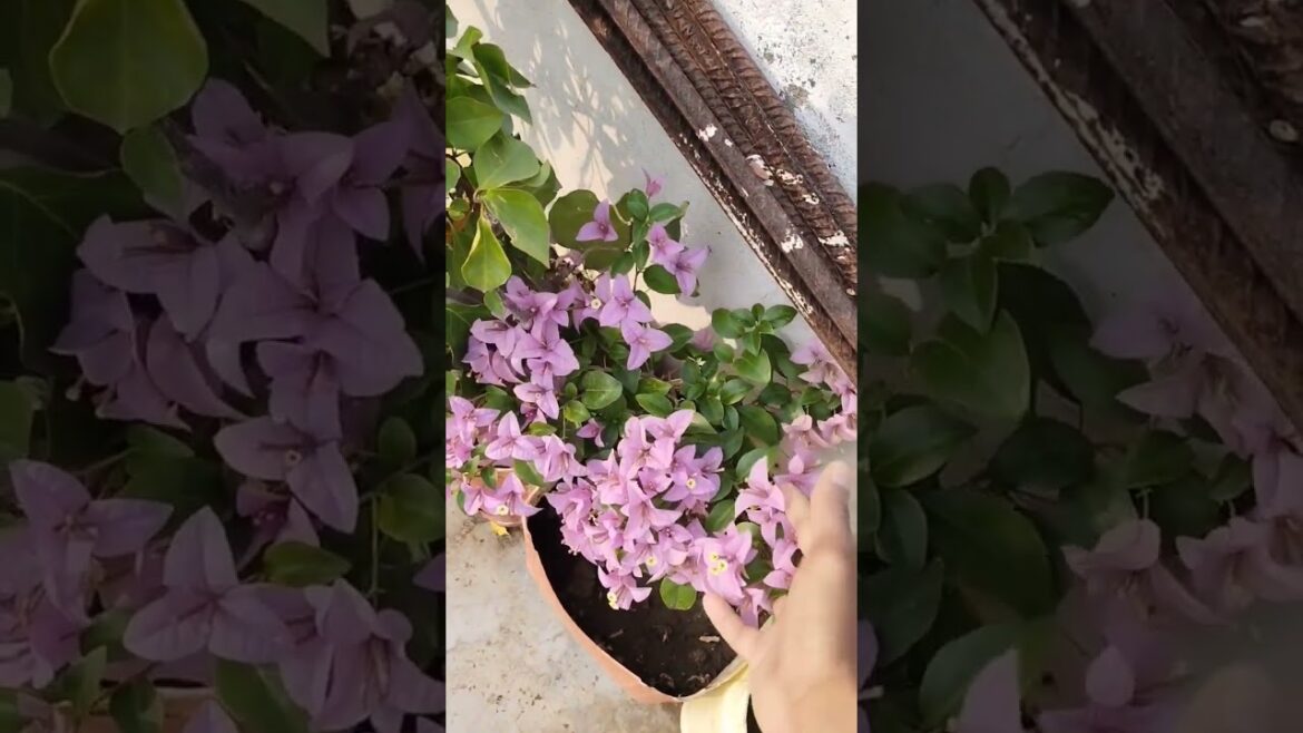 veri nice blooming bougainvillea in my winter Garden @amantarracegarden