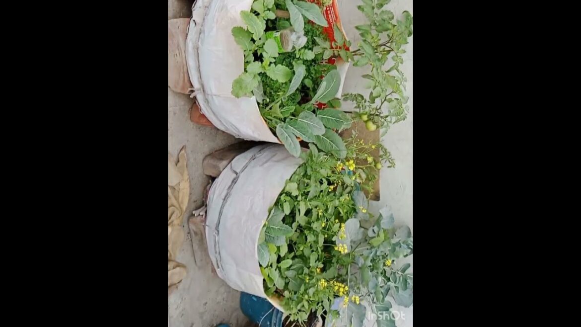 Free mein banaya Chhota sa vegetable gardening #viral #organic #gardening