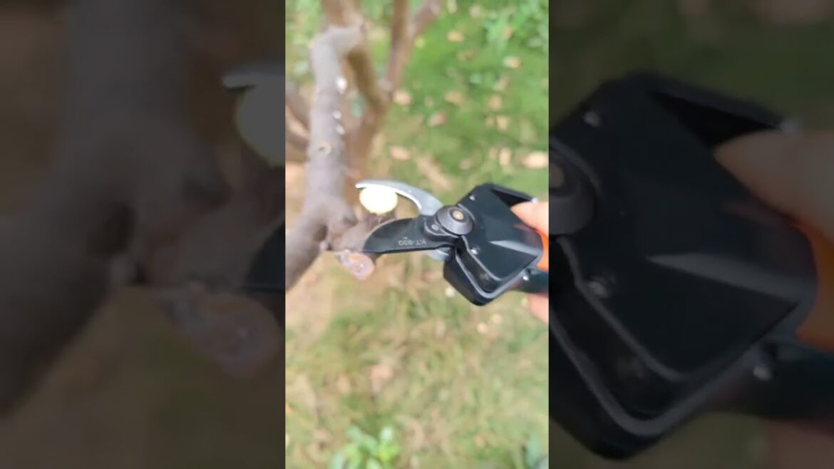 Take your Gardening Game to the Next Level with These Rechargeable Branch Pruner #tools