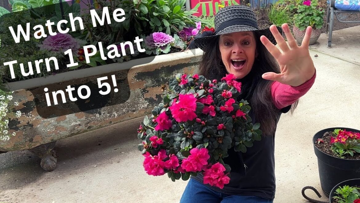 Garden Hack YOU Need to know! Divide Plants to Save Money!