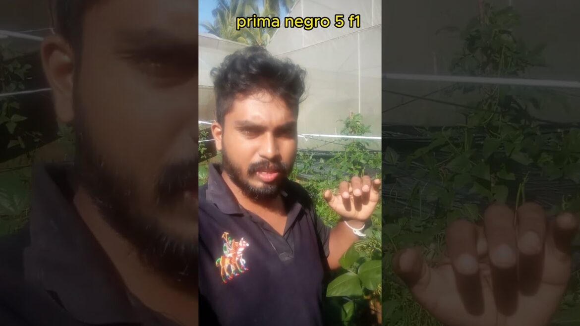 Prima seed makaral nigro 5 #vegitable #vegitables #plants #november19 #nature #vagetable #gardening