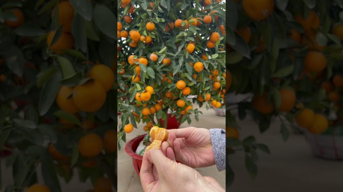 Orange and man's hands#fruit #kisds #shortvideo #orange