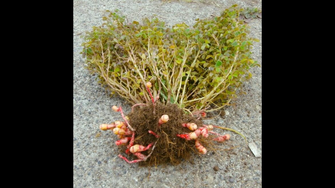Harvesting Oca’s – The Beautiful Edible Plant From The Andes Harvesting Oca's - The Beautiful Edible Plant From The Andes
