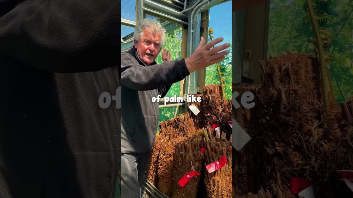 These are Tree Ferns from Tasmania!👀