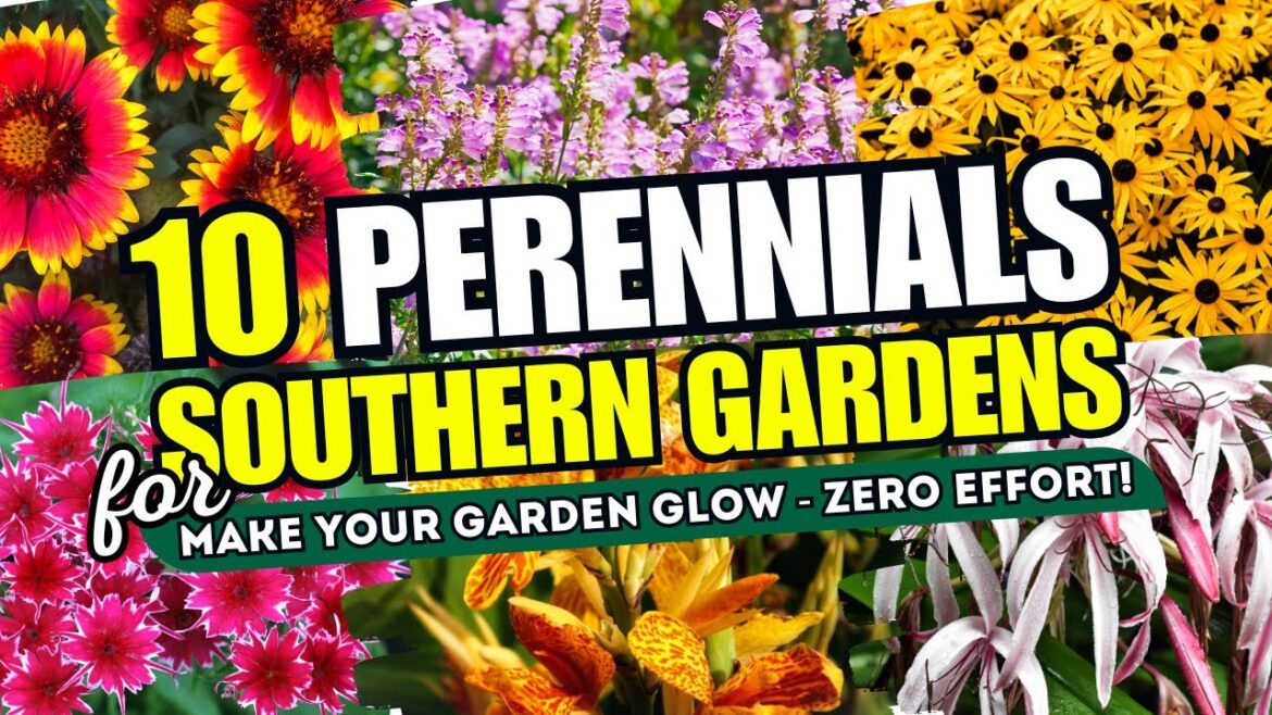 😍 Top 10 Perennials for Easy Southern Gardens // Make Your Garden GLOW - ZERO Effort! 🌼🌞