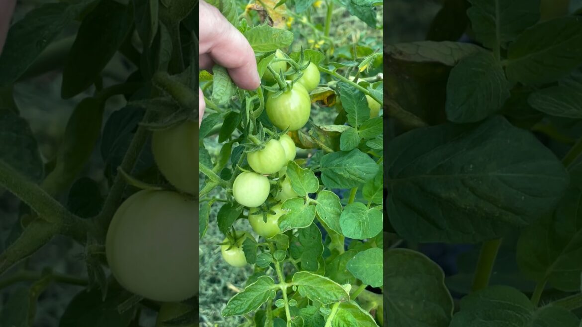 Tomatoes Backyard Garden Update #shorts Tomatoes Backyard Garden Update #shorts