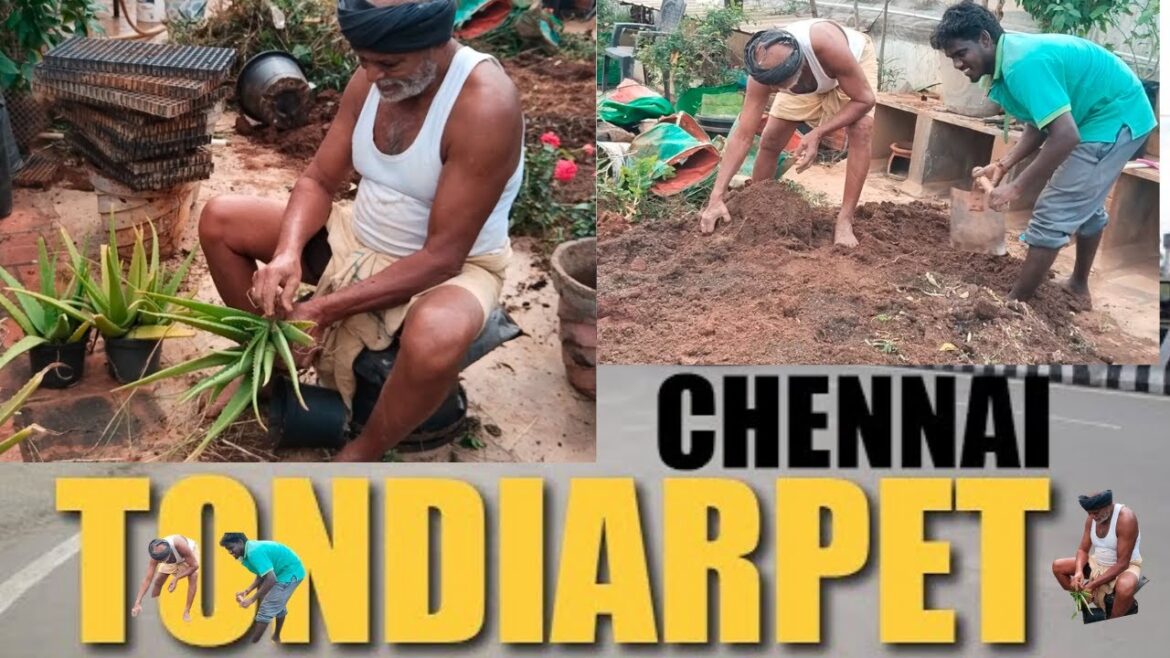 #Satisified work done us our gardener at customer place. #AnushikA Agri Products /Terrace garden .