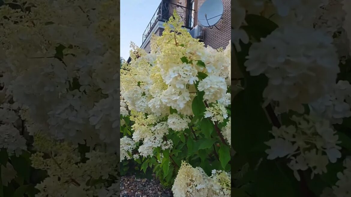 Happy Friday Evening #viral #garden #shorts