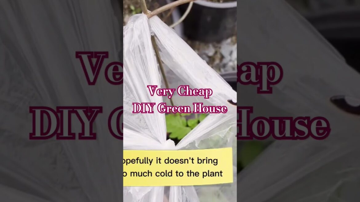 Budget Friendly DIY Green House for Container Gardening Budget Friendly DIY Green House for Container Gardening
