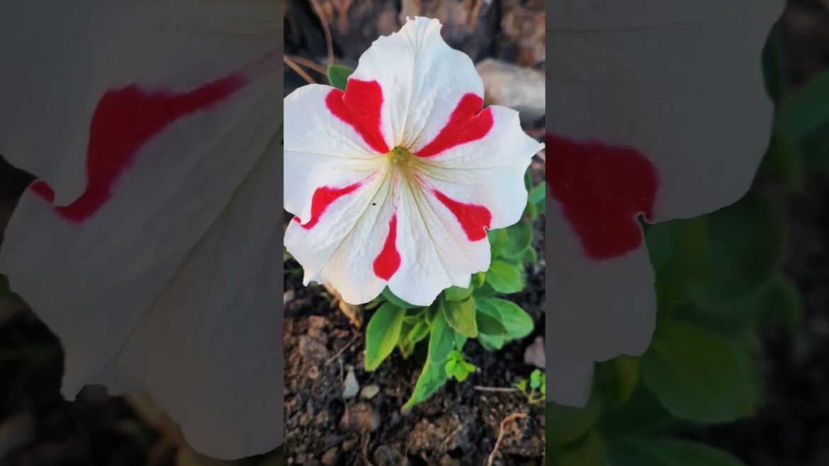 Petunia care#shorts# gardening#shortvideos#trends#viral#peace#Be like a Flower❤️📸🫶😍🤗#life#beautiful Petunia care#shorts# gardening#shortvideos#trends#viral#peace#Be like a Flower❤️📸🫶😍🤗#life#beautiful