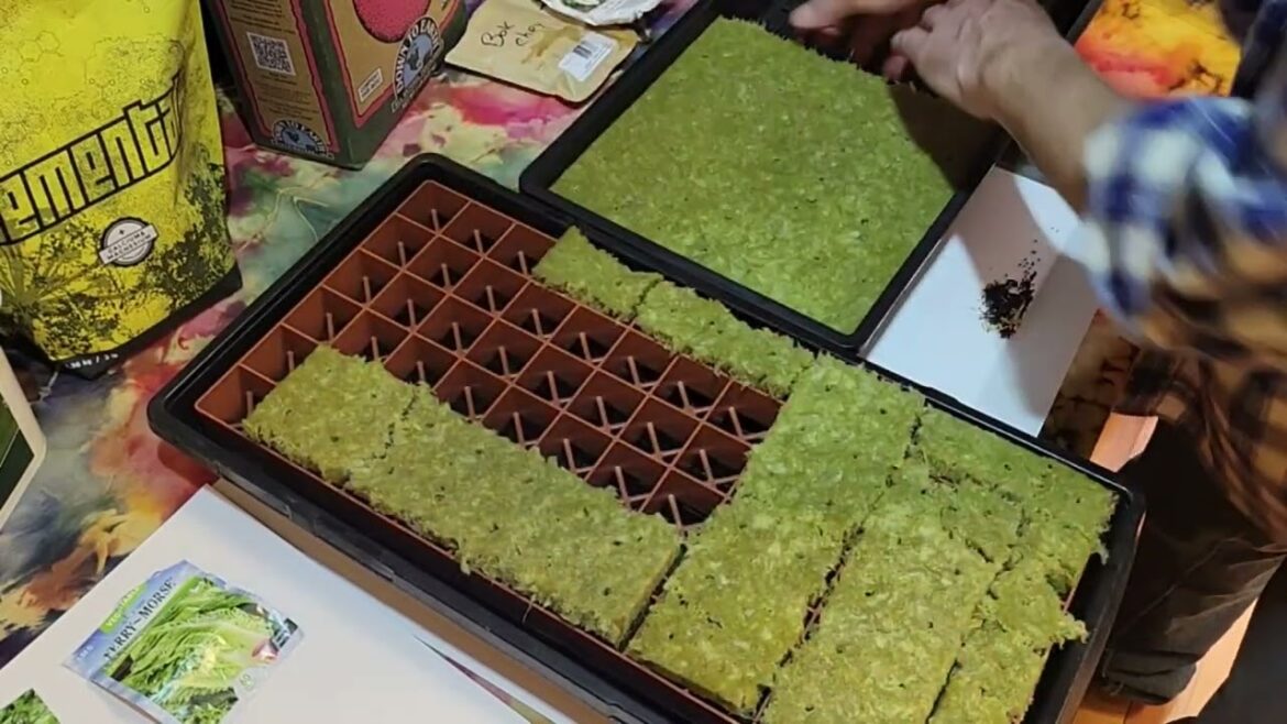 Starting lettuce & Bok Choi seeds in Grodan Rockwool starter plugs with an AC Infinity 3×3 grow tent Starting lettuce & Bok Choi seeds in Grodan Rockwool starter plugs with an AC Infinity 3x3 grow tent