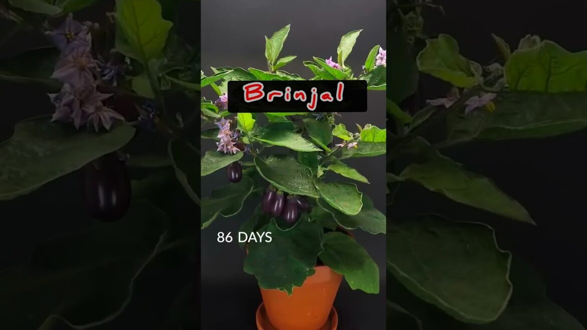 Brinjal Growing fast just 87days in 37 seconds in terrace Garden  #gardening #terrace #shorts