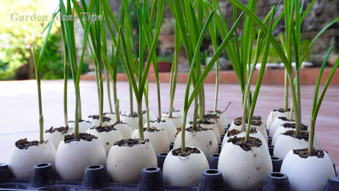 How to grow a vegetable gardening tips for beginners