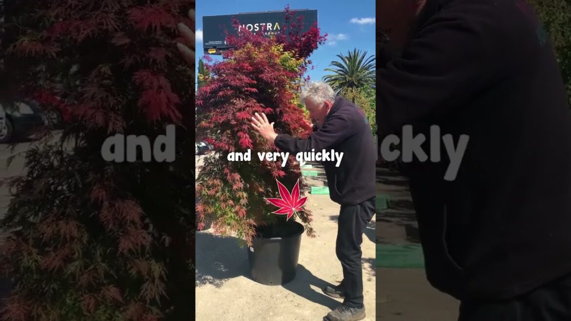 Japanese Maple That Stands Out From The Others🍁💜