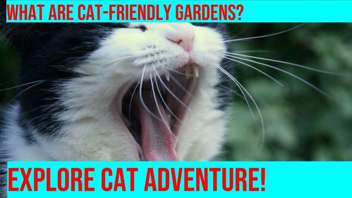 Creating a Cat-Friendly Garden: Tips for Pet Owners