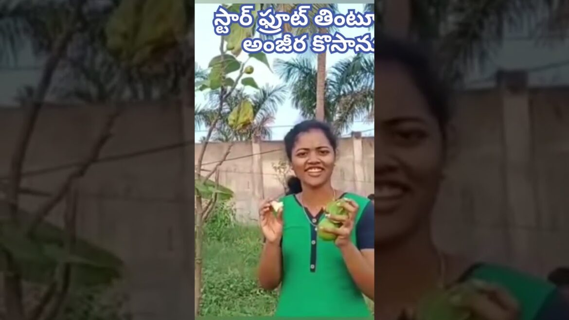 anjeer harvesting #spna garden anjeer harvesting #spna garden