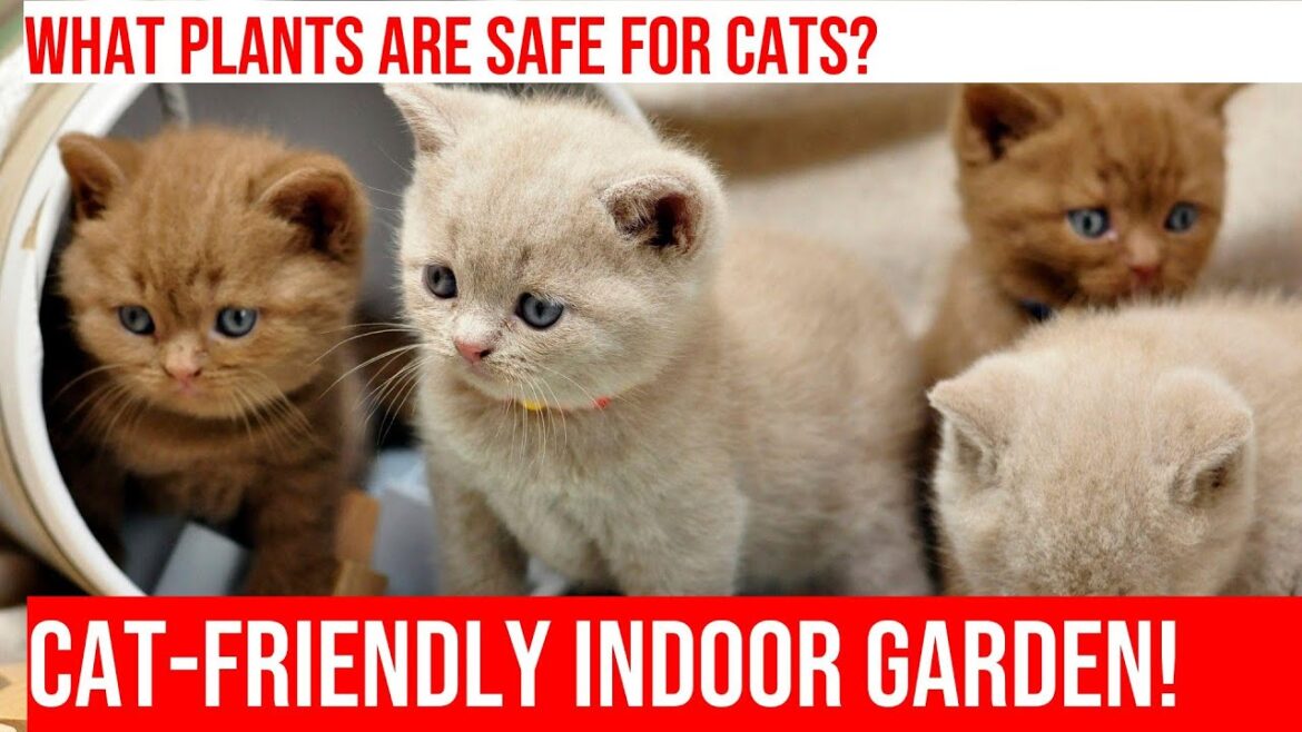 Creating a Cat-Friendly Indoor Garden - Tips & Ideas!