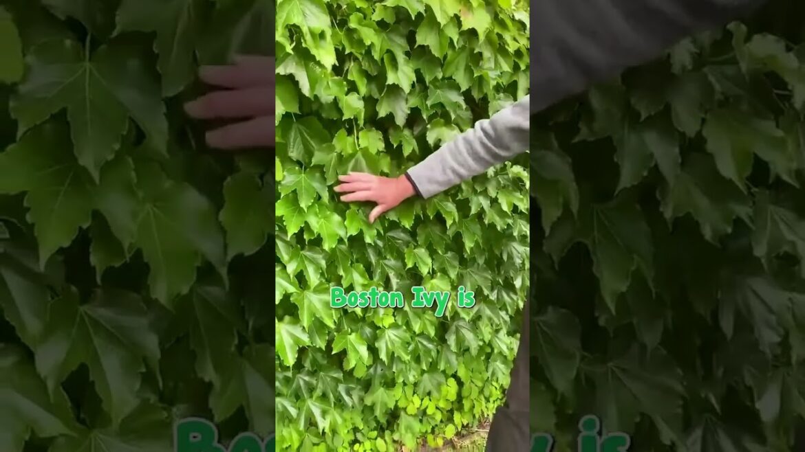 Indulge in beauty with ease. Boston Ivy is your key to effortless elegance in the garden!⭐💖🍁