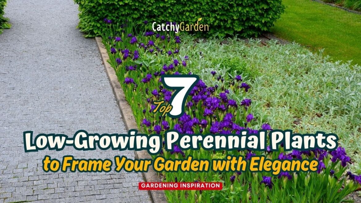 7 Best Low-Growing Perennial Plants to Frame Your Garden with Elegance 🌸🍃🌷