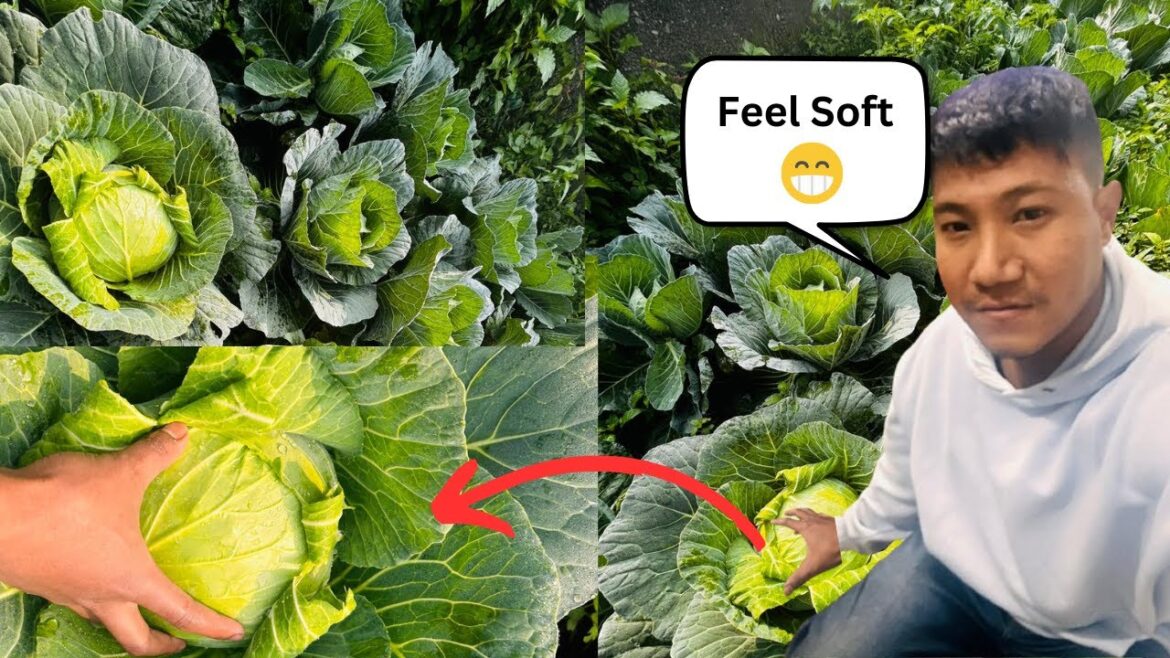 Uri baba soft soft feel hai  😂 | Vegetable gardening