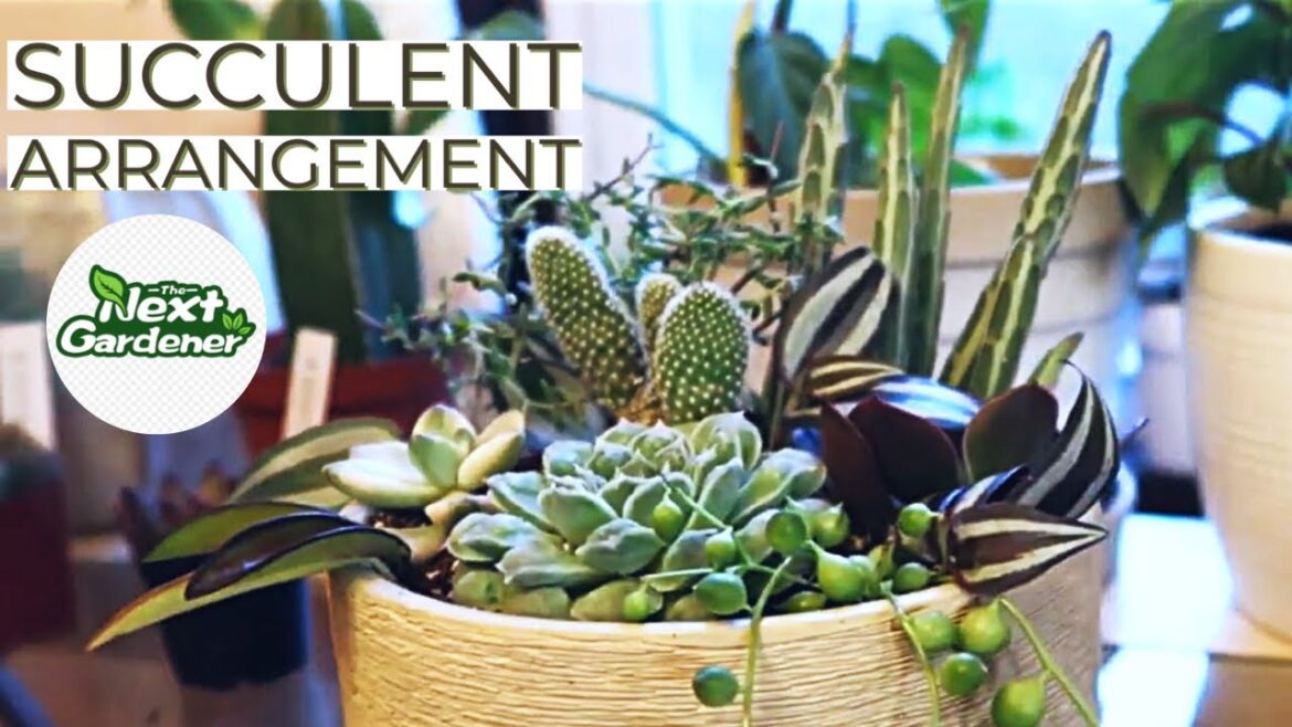 🪴🌵🪴New Succulent and Cacti Arrangement with The Next Gardener🪴🌵🪴