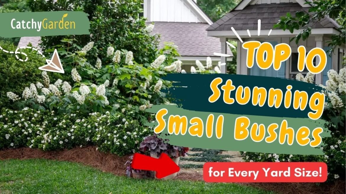 Top 10 Stunning Small Bushes for Every Yard Size! 🎨🌿🌺 // Gardening Ideas