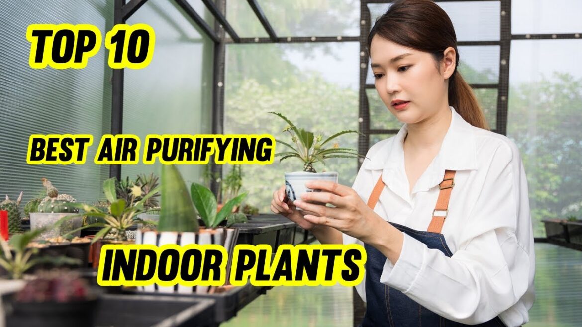 Top 10 Best Air Purifying Indoor Plants #plantas Top 10 Best Air Purifying Indoor Plants #plantas