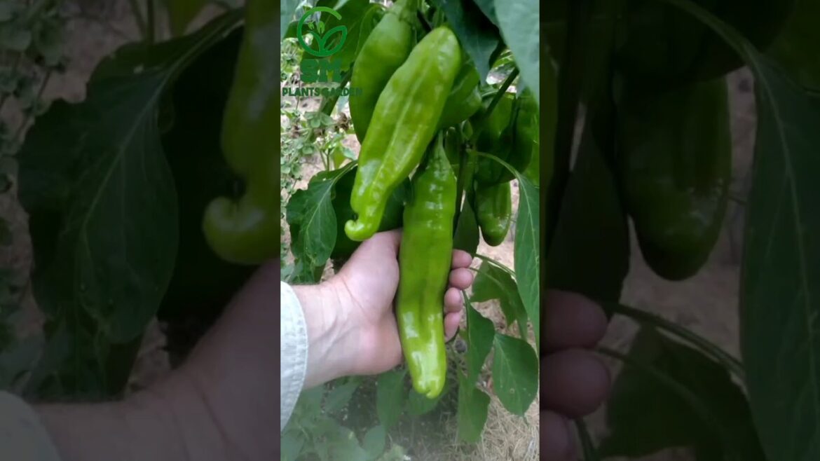 Grow chili this way #shorts #viral #gardening #shortsfeed #trending #growtree