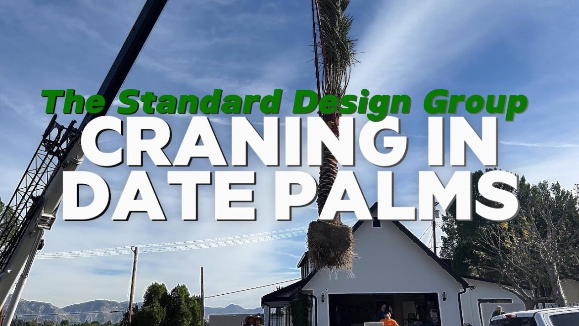5 Date Palms, 1 Epic Crane: Transforming Landscapes With California’s Most Sought-After Tree 5 Date Palms, 1 Epic Crane: Transforming Landscapes With California's Most Sought-After Tree