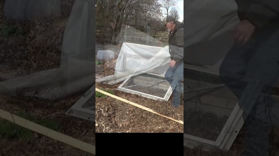 Garden tips winter garden