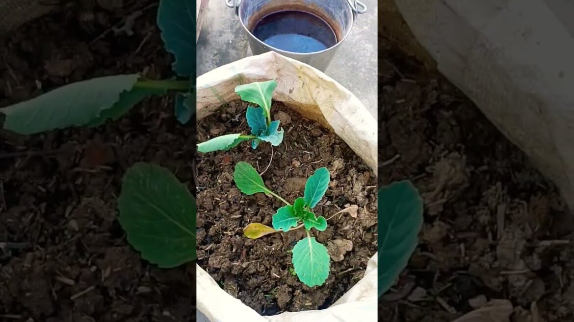 vegetablesgrowinFebruaryफ़रवरी में लगाई जाने वाली कुछ सब्जियां#organicgardening#shortsvide#gardening vegetablesgrowinFebruaryफ़रवरी में लगाई जाने वाली कुछ सब्जियां#organicgardening#shortsvide#gardening