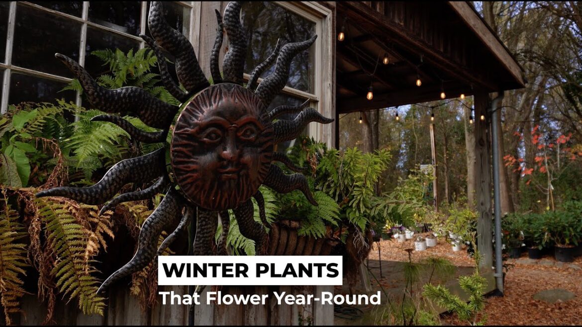 NURSERY VISIT 2 - BEST PLANTS TO INSTALL IN WINTER - IVY CREEK LANDSCAPES