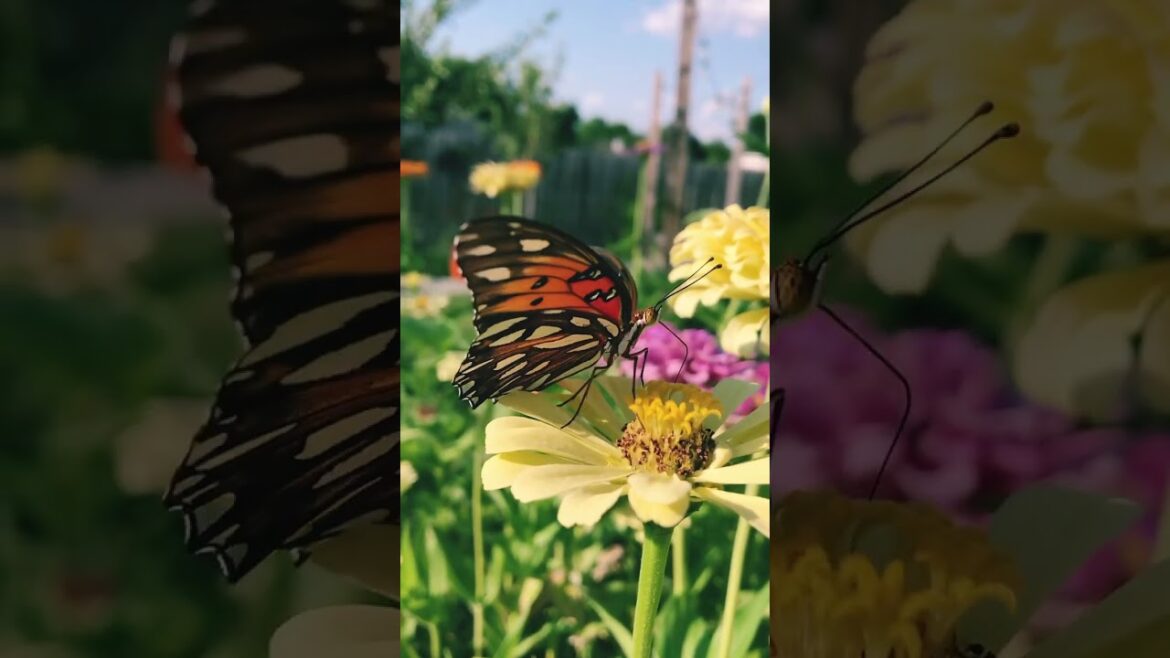 Super Relaxing Garden 🦋💐🌸 | Butterfly Bliss! #butterflies #asmr #relaxing Super Relaxing Garden 🦋💐🌸 | Butterfly Bliss! #butterflies #asmr #relaxing