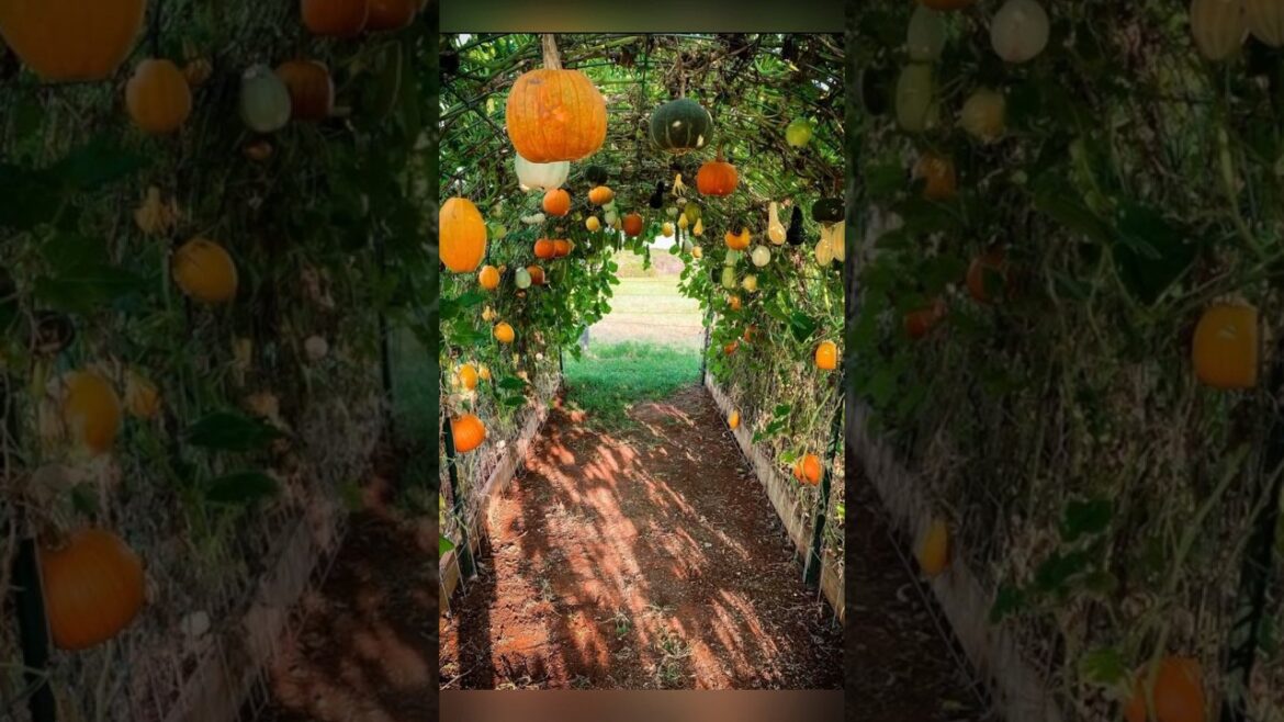 Vegetable gardening ideas #garden