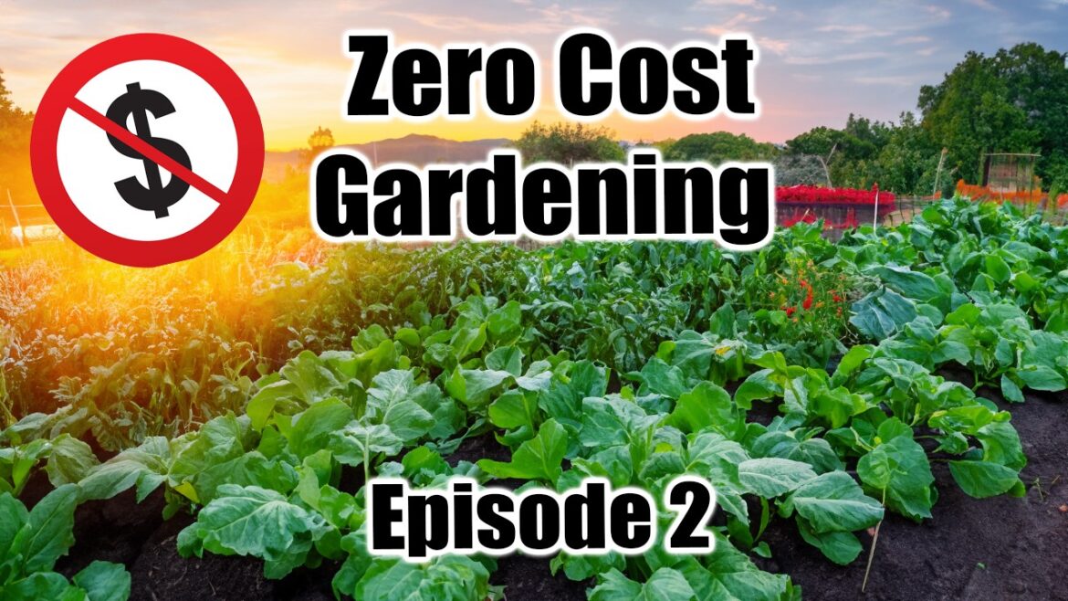California Garden TV: GARDEN from Scratch for FREE- ZERO COST Gardening- Episode 2 GARDEN from Scratch for FREE- ZERO COST Gardening- Episode 2