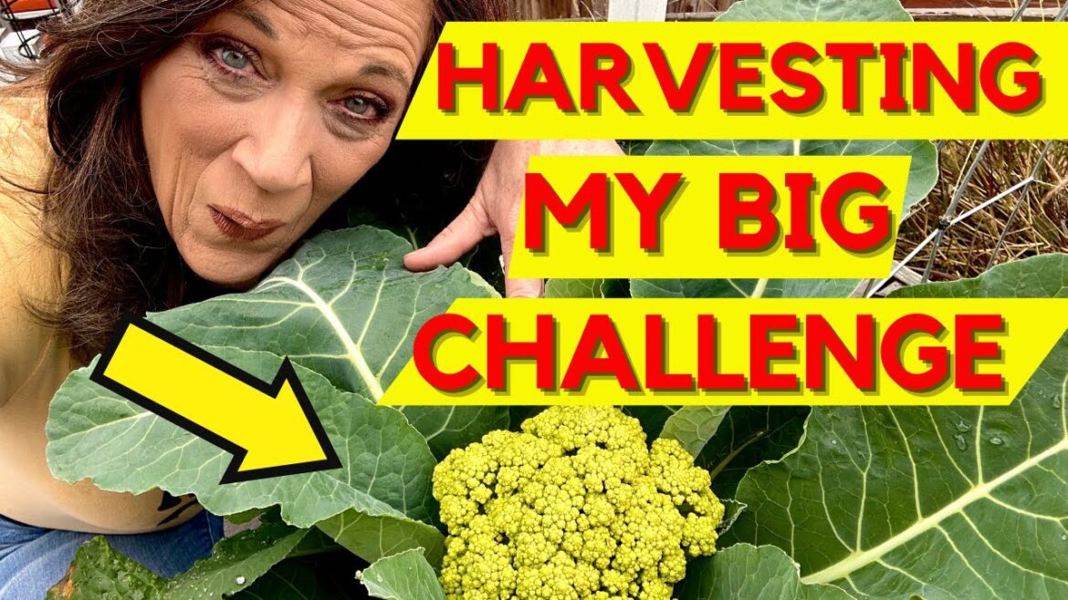 CaliKim: Harvesting My Biggest Challenge. Ever. Harvesting My Biggest Challenge. Ever.