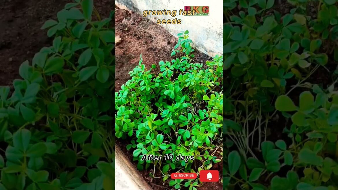 ☘️ Flipkart vegetable seeds 🪴#gardening  #shorts #farming#organicgardening