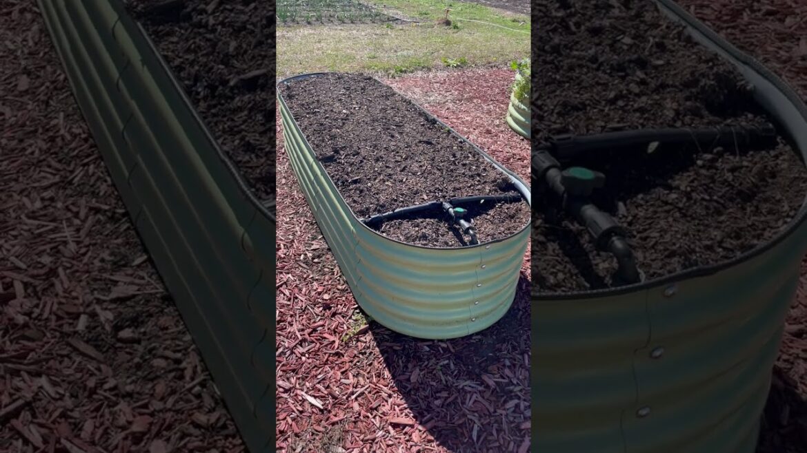 The Best Sweet Potatoes to Grow in Containers #sweetpotatoes #backyardgrocerystore