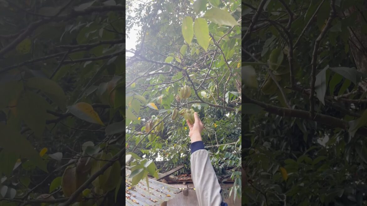 Cute fruits and man’s hands#trending #kisds #fruit #kidsvideo #p2 Cute fruits and man's hands#trending #kisds #fruit #kidsvideo #p2