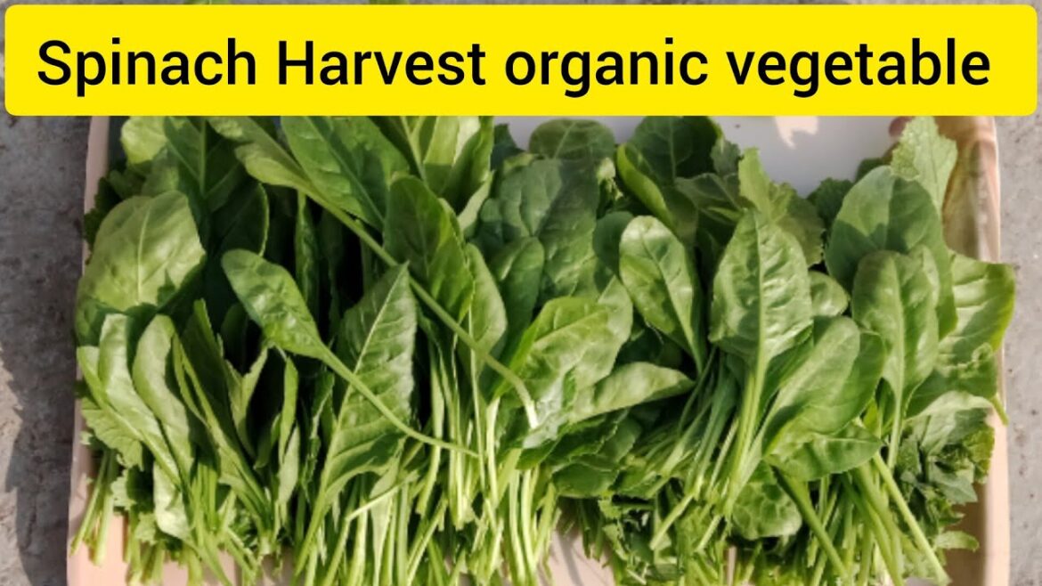 Spinach Harvest organic vegetable 🌿☘️🍀🥬#gardening