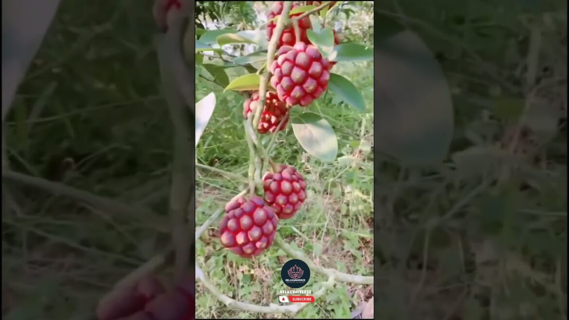 “Fruits in the Wild: Discovering Nature’s Edible Treasures” | relaxuniverze #shorts #Fruites #Nature "Fruits in the Wild: Discovering Nature's Edible Treasures" | relaxuniverze #shorts #Fruites #Nature