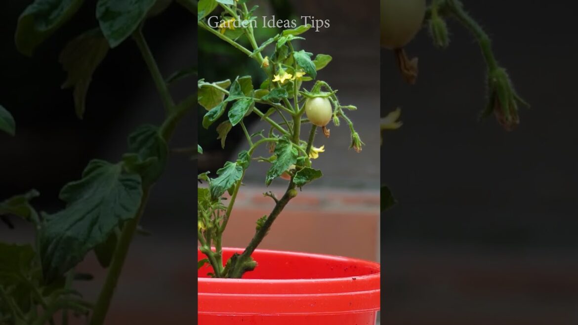 Simple garden design ideas