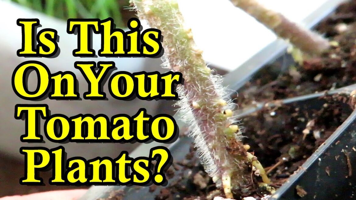 Gary Pilarchik: Tomato Vine Bumps, Hairs, and Purple Stems Explained: Growing a Garden Tomato Vine Bumps, Hairs, and Purple Stems Explained: Growing a Garden