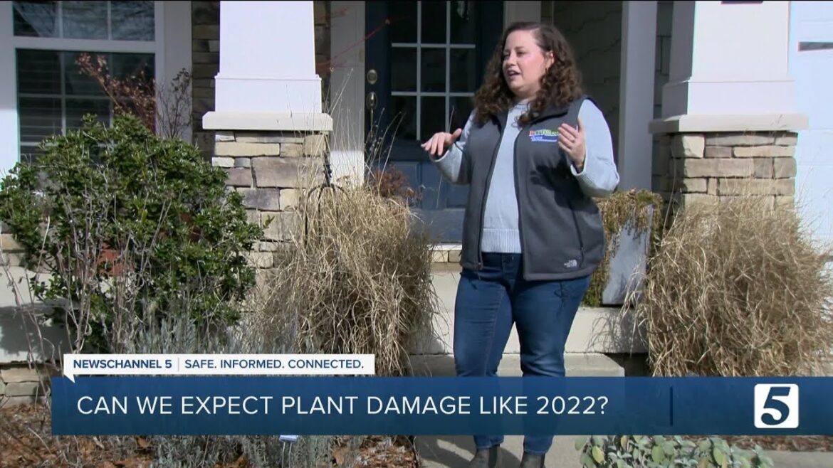 Should we expect this winter weather to damage plants like December 2022? Should we expect this winter weather to damage plants like December 2022?
