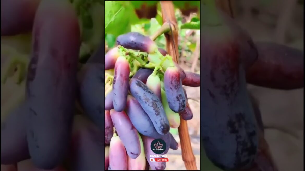 "Fruits in the Wild: Discovering Nature's Edible Treasures" | relaxuniverze #shorts #Fruites #Nature